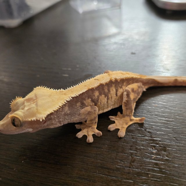 익스트림할리퀸 트라이