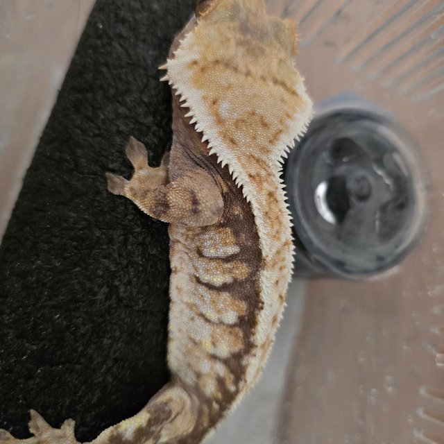 트라이 익스트림할리퀸