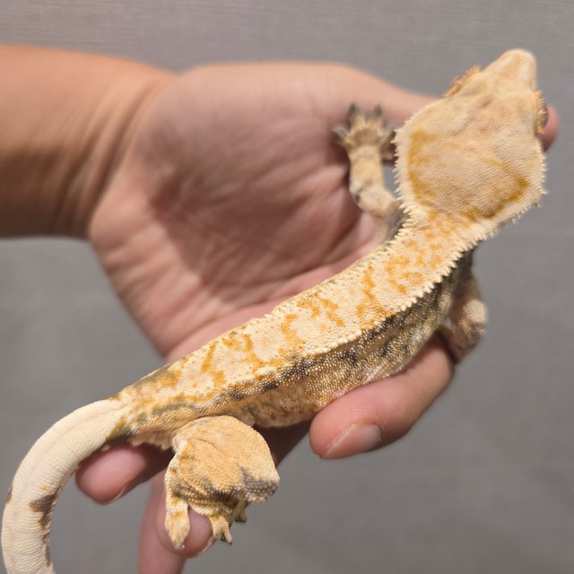 트라이 익스트림할리퀸 텐저린