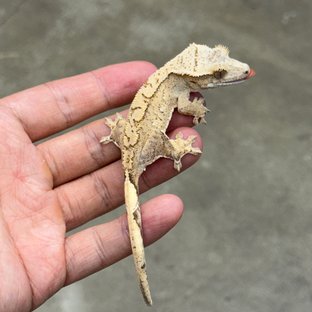 노멀 옐로우 크림시클