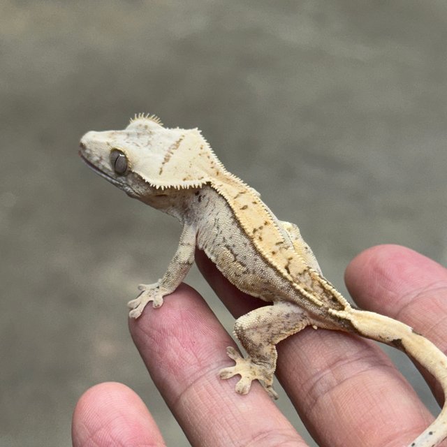 노멀 옐로우 크림시클