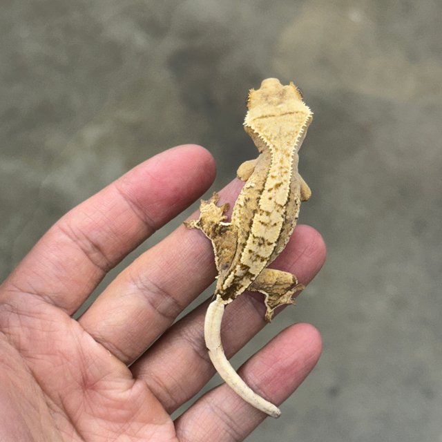 노멀 옐로우 크림시클