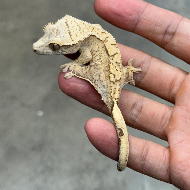 노멀 옐로우 크림시클