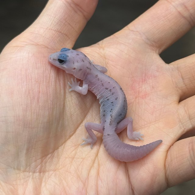 화이트아웃 오레오 패턴리스