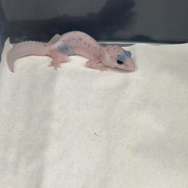 화이트아웃 오레오 패턴리스