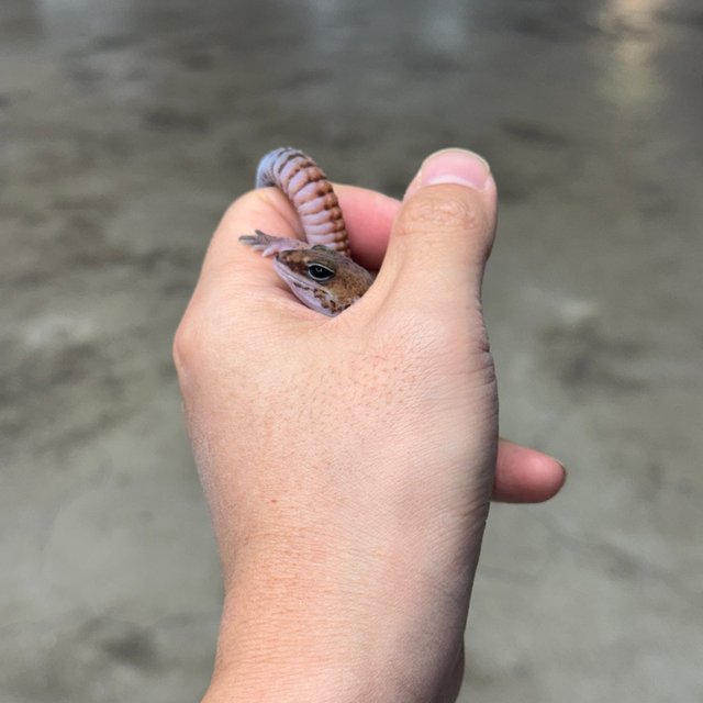 패턴리스 헷 고스트 헷 오레오