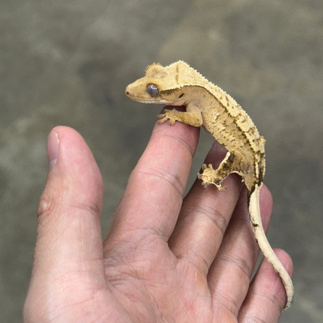 노멀 옐로우 크림시클