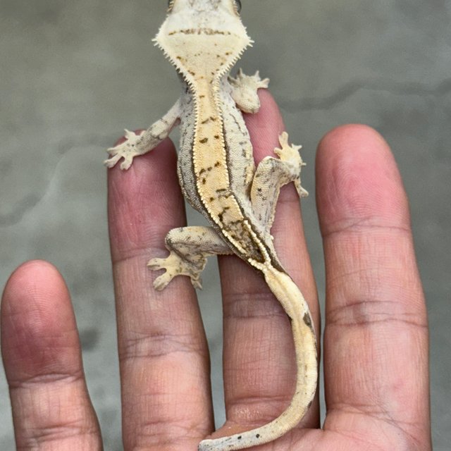 노멀 옐로우 크림시클