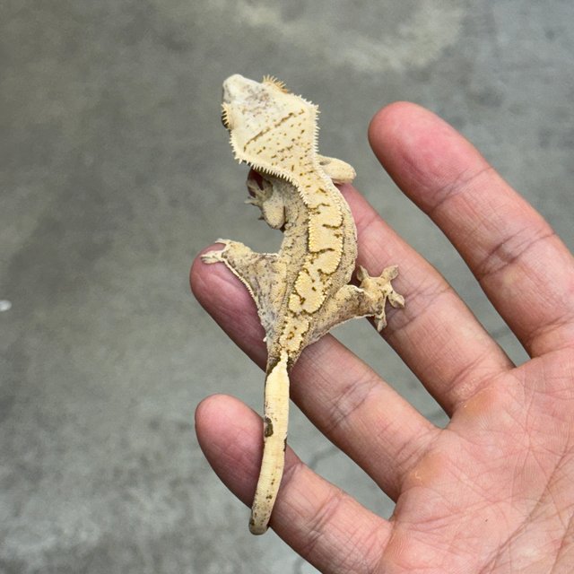 노멀 옐로우 크림시클