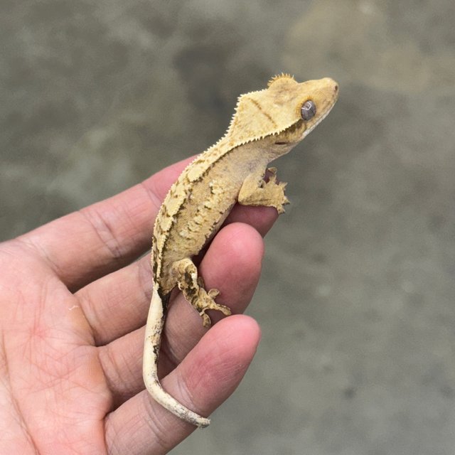 노멀 옐로우 크림시클