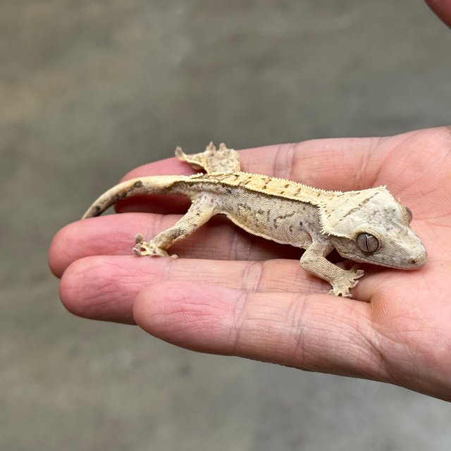 노멀 옐로우 크림시클