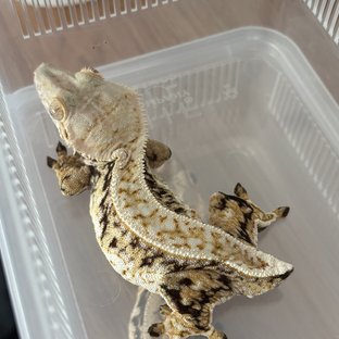 노멀 드리피 화이트스팟