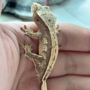 노멀 화이트스팟 화이트포트홀 트라이