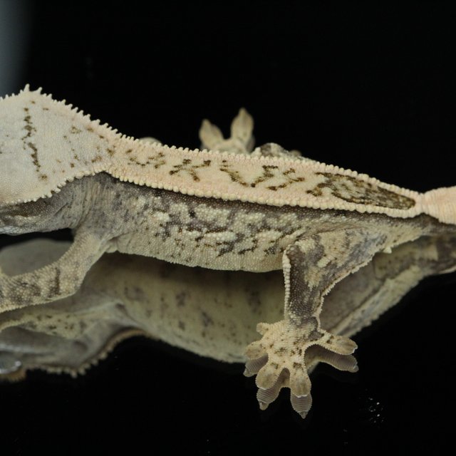 노멀 트라이 풀핀 화이트스팟 화이트포트홀