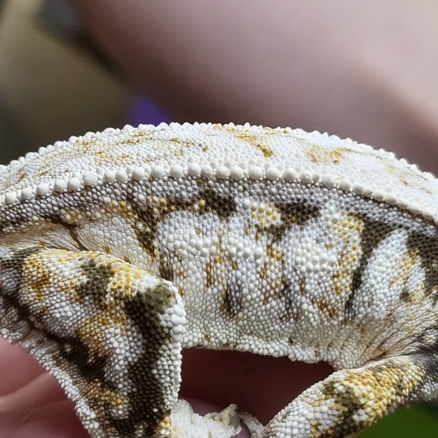 노멀 트라이 화이트핀 풀핀 화이트스팟 드리피