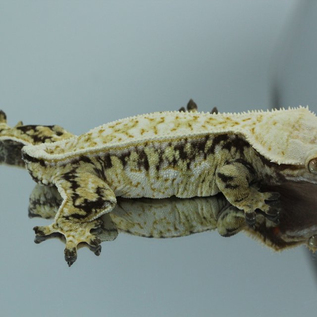 노멀 트라이 드리피 핀스트라이프 화이트스팟 화이트포트홀