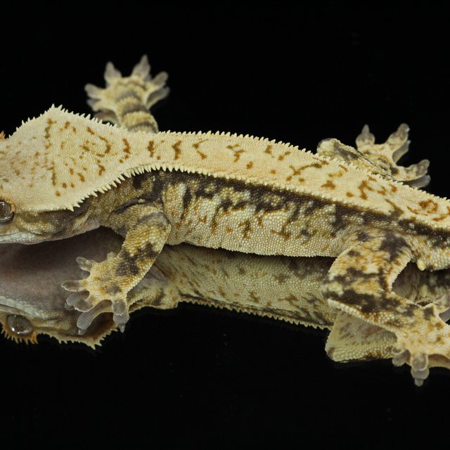 노멀 트라이 핀스트라이프 화이트포트홀