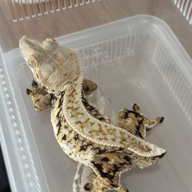 노멀 드리피 화이트스팟