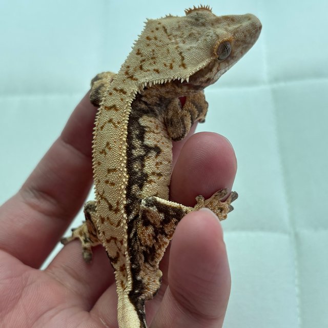 노멀 쿼드 핀스트라이프 화이트스팟 트라이