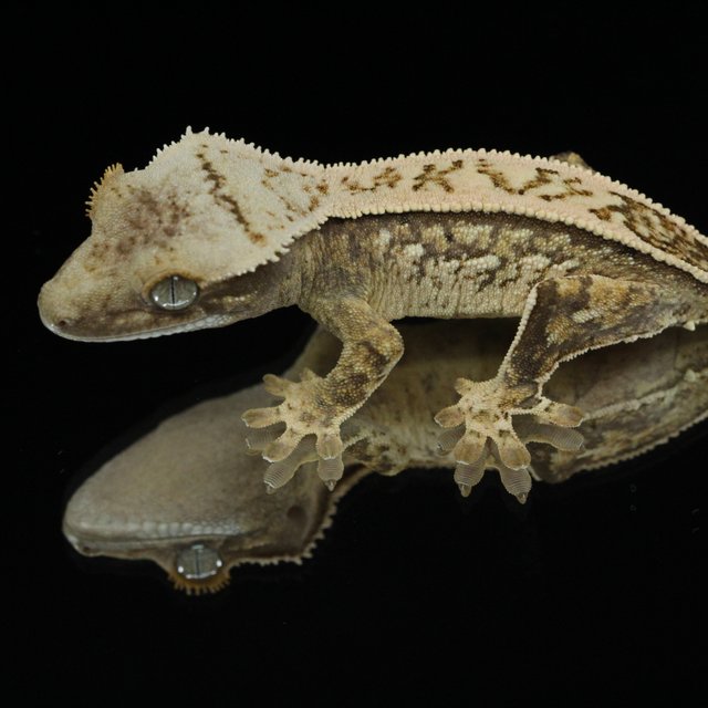 노멀 트라이 풀핀 화이트스팟 화이트포트홀 화이트핀