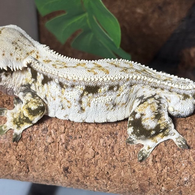 노멀 트라이 화이트핀 풀핀 화이트스팟 드리피