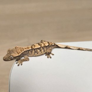 익스트림할리퀸 노멀 트라이 화이트스팟 타이거