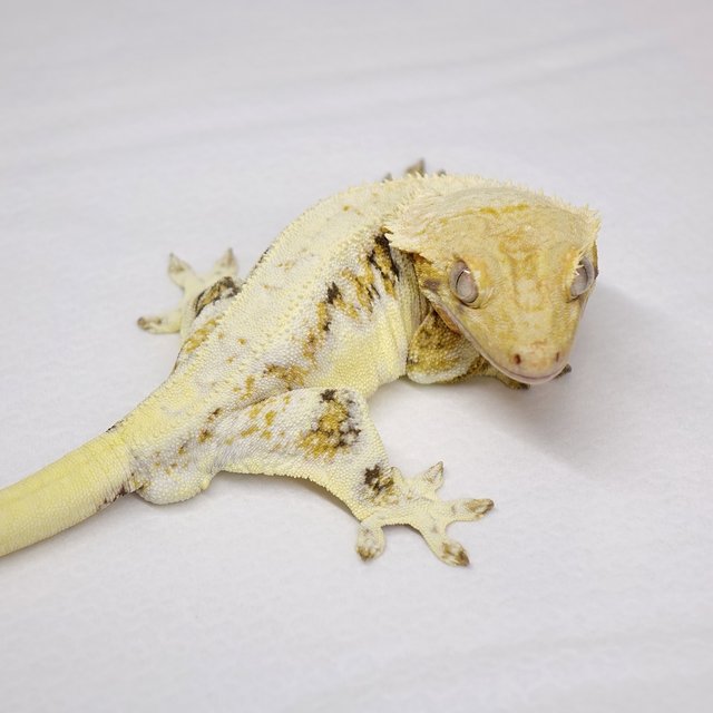 릴리화이트 트라이