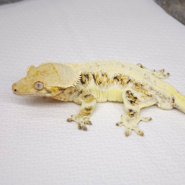 릴리화이트 트라이