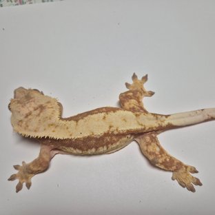 트라이 익스트림할리퀸 레드