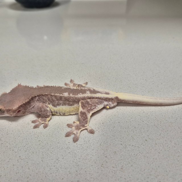 팬텀 릴리화이트 프라푸치노 카푸치노