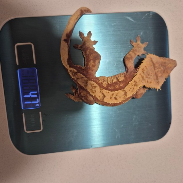 노멀 트라이 레드