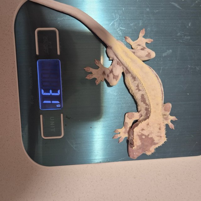 릴리화이트 카푸치노 프라푸치노 솔리드백