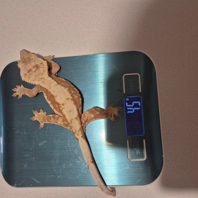 노멀 트라이 레드