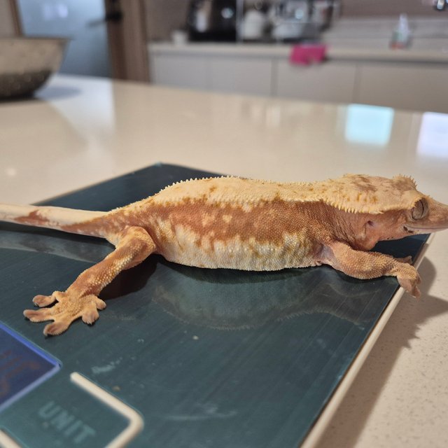 노멀 트라이 레드