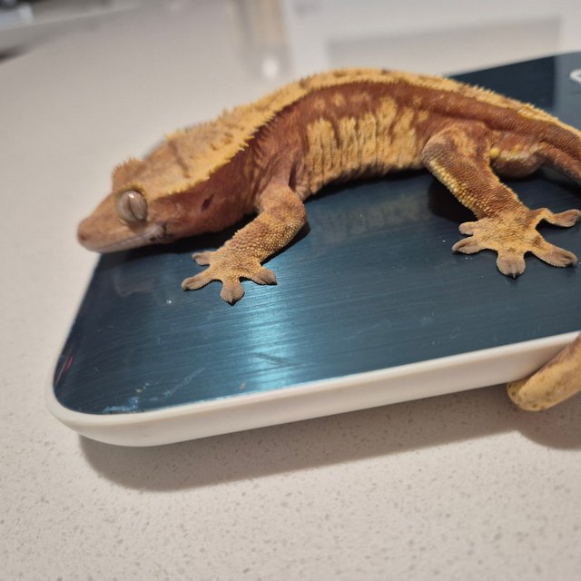 노멀 트라이 레드