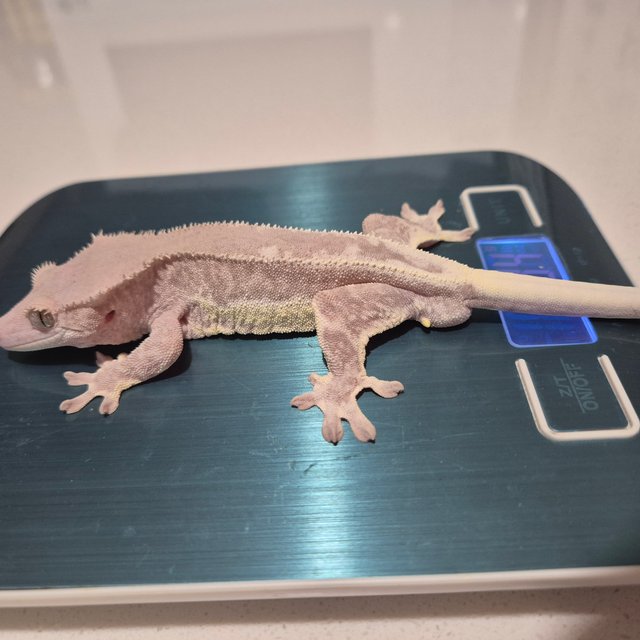 팬텀 릴리화이트 프라푸치노 카푸치노