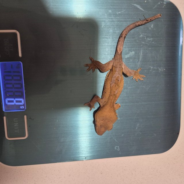 노멀 달마시안 레드