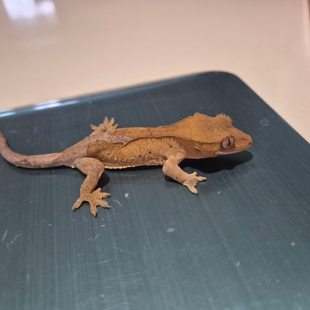 노멀 달마시안 레드