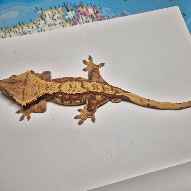 레드 익스트림할리퀸 트라이