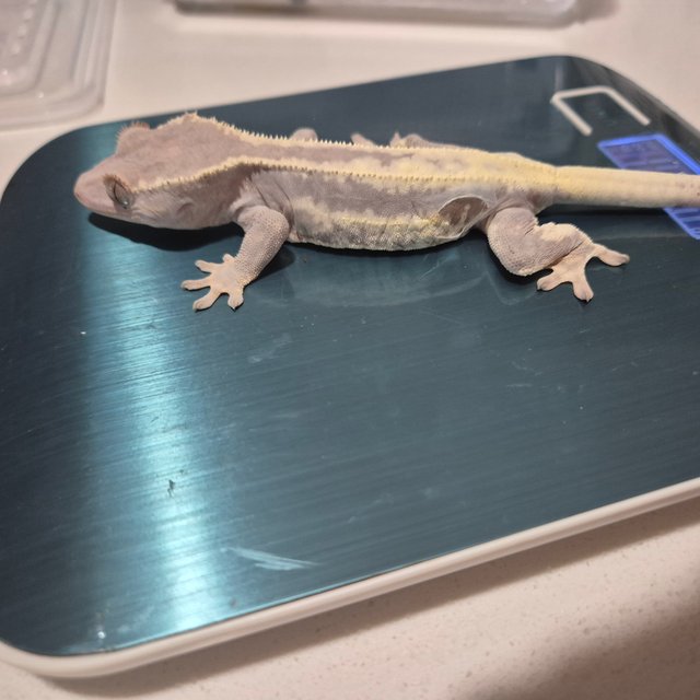 릴리화이트 프라푸치노 카푸치노