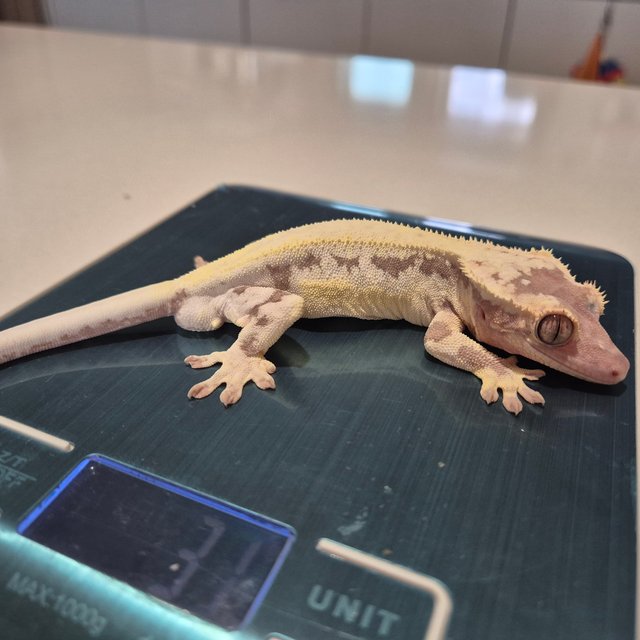 릴리화이트 카푸치노 프라푸치노 솔리드백