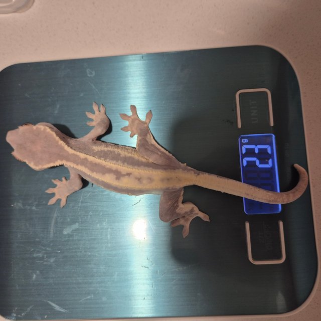 릴리화이트 프라푸치노 카푸치노