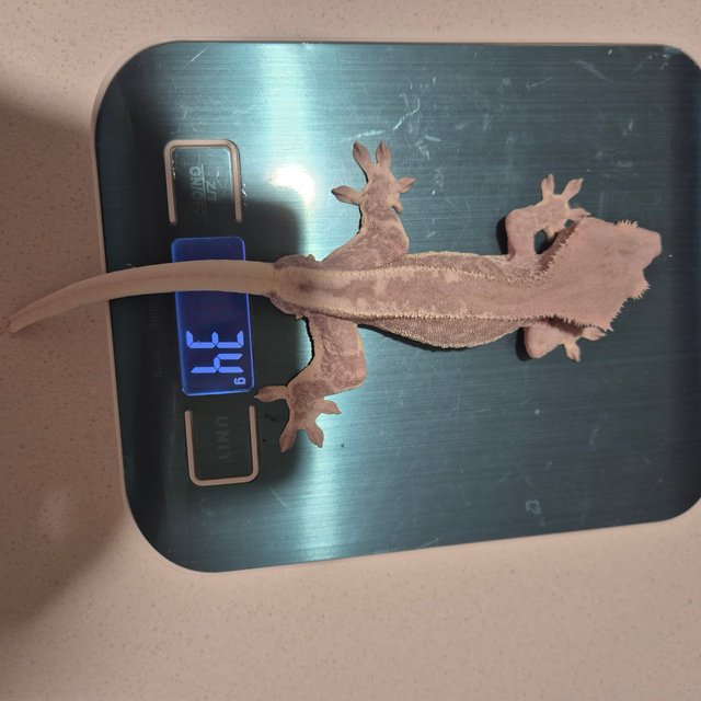 팬텀 릴리화이트 프라푸치노 카푸치노