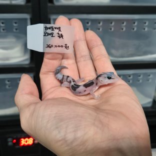 화이트아웃 오레오 줄루