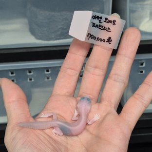 아멜라니스틱 오레오 패턴리스