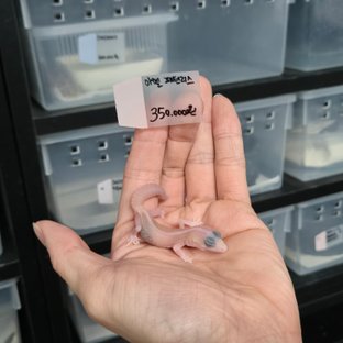 아멜라니스틱 패턴리스