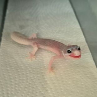 갤럭시