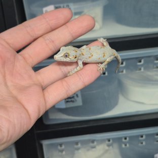 오렌지 블로치드