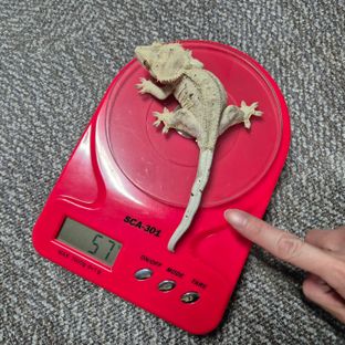 노멀 달마시안 벅스킨 브린들