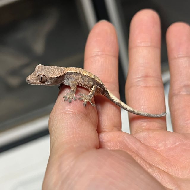 세이블